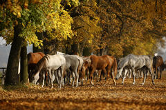 Pack fin d'automne pour 2 chevaux